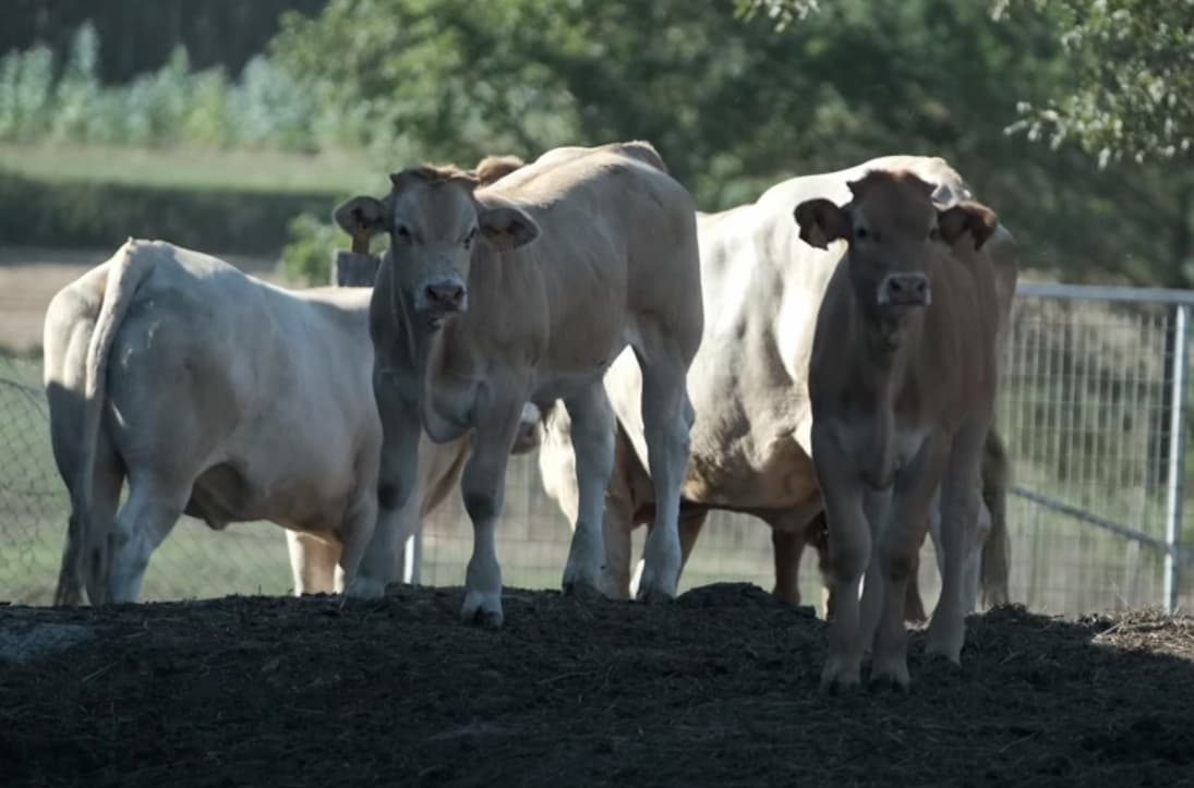 Vacas gallegas en el campo